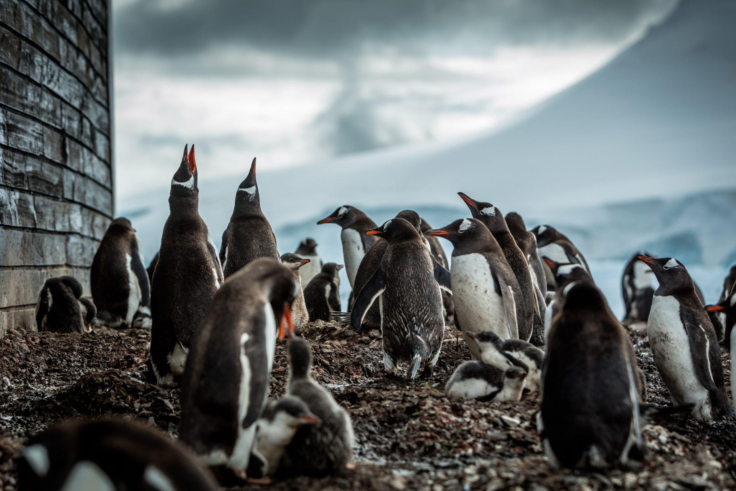 Gentoo Penquins