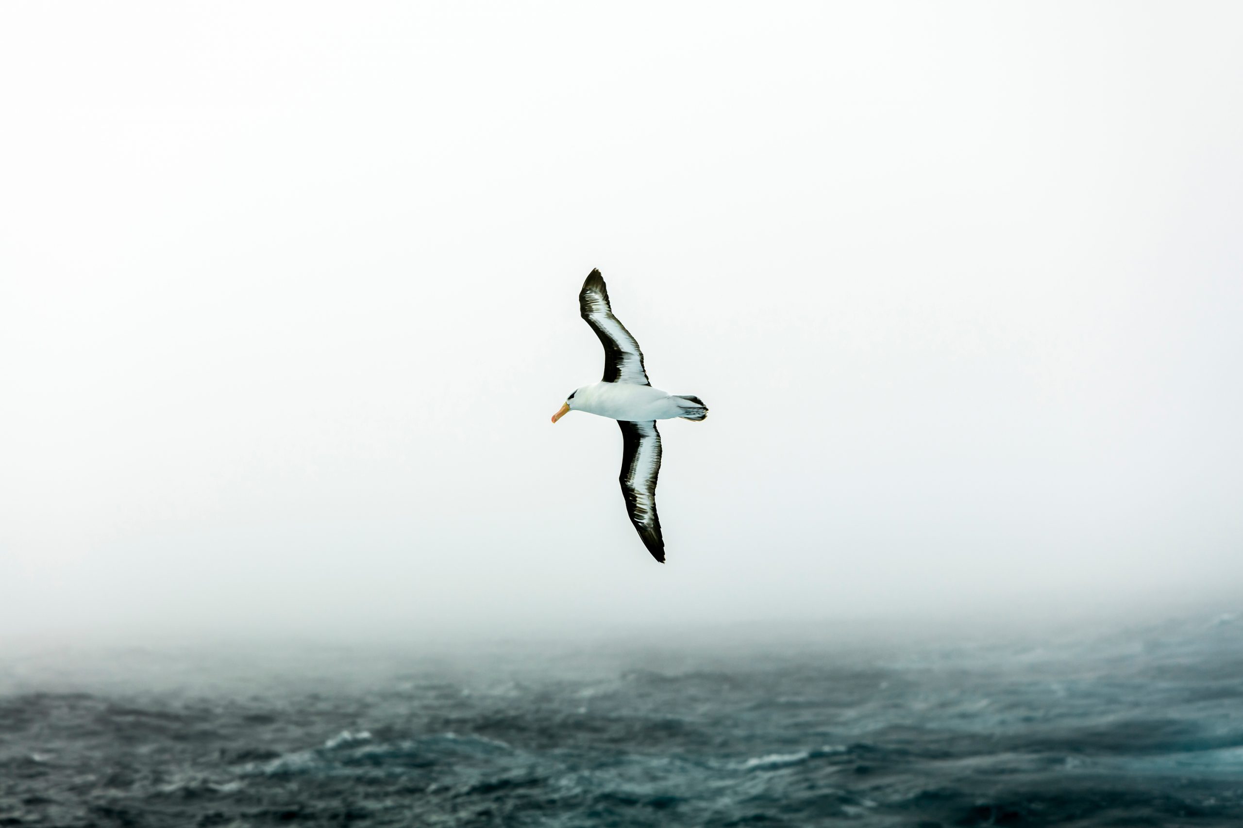 White Wilderness: The Antarctic Peninsula